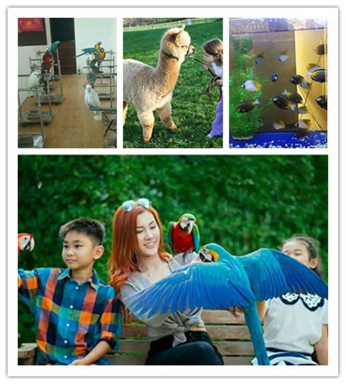 海南省海洋生物魚缸展與馬戲團(tuán)動(dòng)物租賃服務(wù)指南