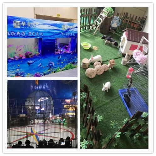 合作市鱷魚表演出租現(xiàn)場人氣爆棚，馬戲團(tuán)新增猴子、獅子、老虎、山羊演出租賃